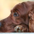 犬が突然固まって動…