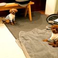 犬を『3時間だけ』お…