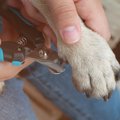 犬の『爪切り』のコ…