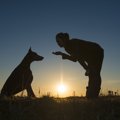 愛犬のしつけに叱る…
