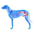 犬の前立腺肥大　症…