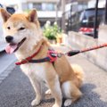 犬の体の熱を冷ます…