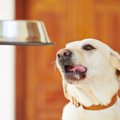 犬のフリーズドライ…