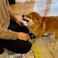 犬が散歩中、溝に落…