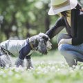 犬が老犬になった時…