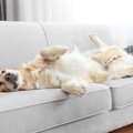犬にとって『留守番…