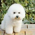 モコモコな犬種3選！…