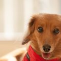 犬にやりたい気遣い…