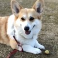 絶対に渡さない！梅…