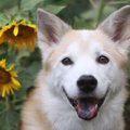 犬の夏バテ防止対策4選