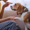 犬を叱るときの絶対N…