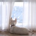 犬が『窓の外を見つ…