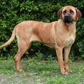 土佐犬（闘犬）とは…