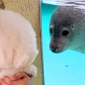 水族館で『アザラシ…