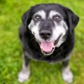 犬が老化している時…