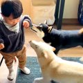 犬が『小さな男の子…