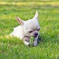 犬がゴーヤを食べて…