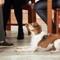 犬へのコマンドの言…