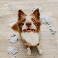 犬の『分離不安症』…