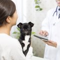 犬が鼻を『フガフガ…