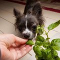 犬は『ハーブ』を食…