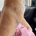 車でお出かけする犬→…