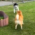 ハスキーが『老犬に…
