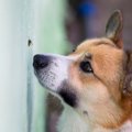 犬が虫を食べてしま…