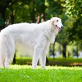ボルゾイってどんな犬種？性格や寿命、費用、病気まで徹底解説