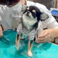 犬をトリミングに連…