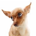 犬が上目遣いする時…