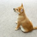 犬も表情でコミュニ…