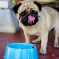 犬の早食い対策にお…