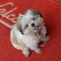 犬が床で滑らないよ…