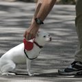 犬のしつけ教室とは…