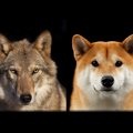 狼（オオカミ）と犬…