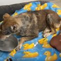 「安楽死ですか？」…