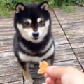 犬におやつをあげよ…
