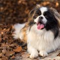 犬の舌が出てしまう…