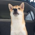 愛犬とのドライブは…