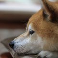 犬が『へこんでいる…