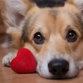犬が『愛してる♡』と…