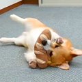 会社での会議中『犬…