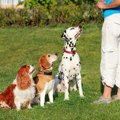 犬のトレーニングの…