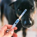 【基本のキ】愛犬に…