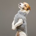 犬の洋服は本当に必…