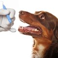 犬の噛み合わせが悪…