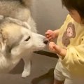 2歳の女の子とハスキ…