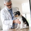 今すぐ動物病院へ！…