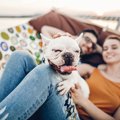 犬は『飼い主の休み…